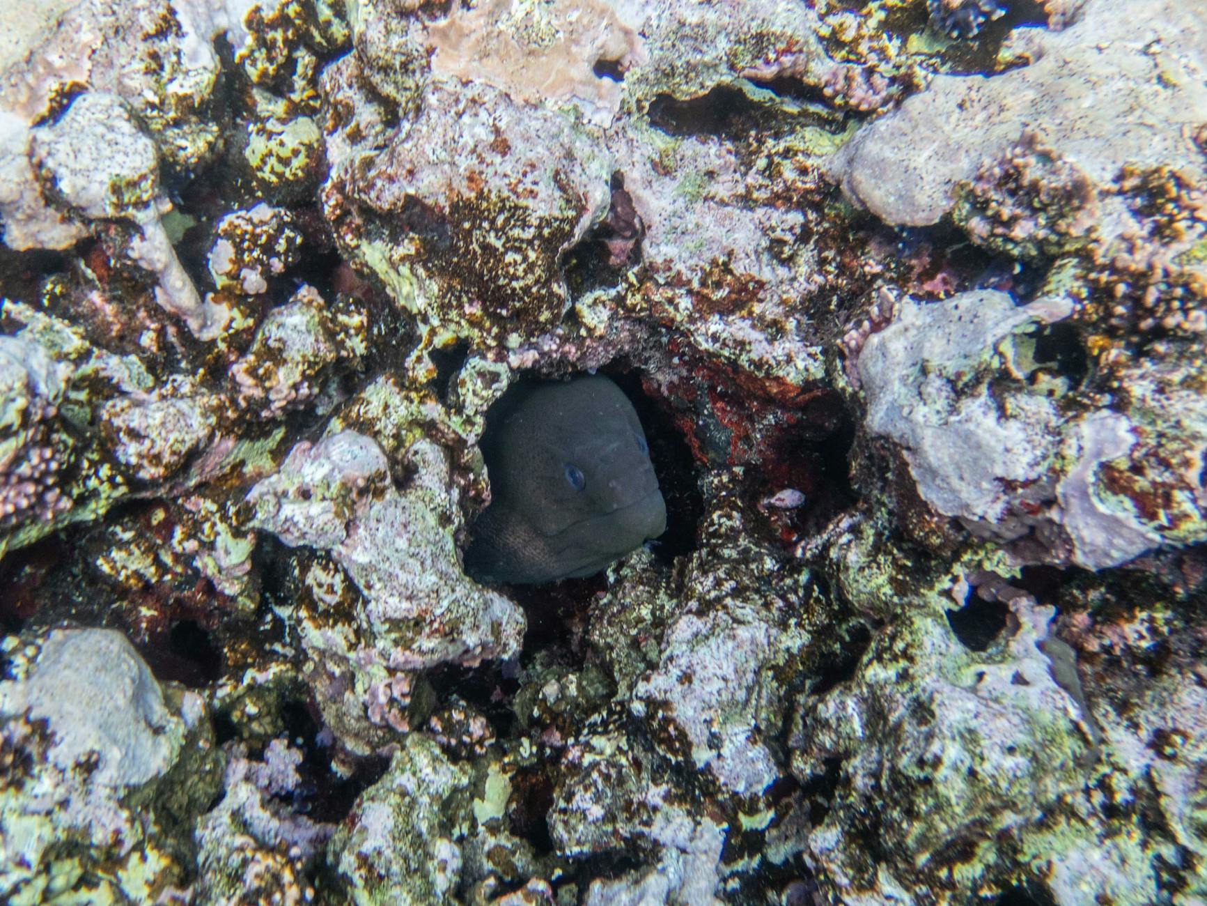 Węgorz ukryty wśród kolorowych koralowców na rafie