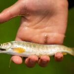 Ręka wędkarza trzyma małego pstrąga złowionego w rzece